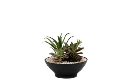 43_Succulent-Bowl-1_640x760_acf_cropped-2_1280x760_acf_cropped