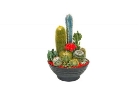 44_Cacti-Bowl-1_640x760_acf_cropped-2_1280x760_acf_cropped