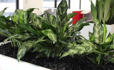 71_Aglaonema-Marie_1280x760_acf_cropped