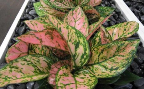 73_Aglaonema-Lady-Valentine_1280x760_acf_cropped