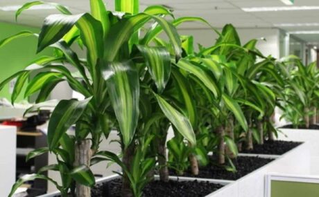 74_Dracaena-Happy-Plant_1280x760_acf_cropped