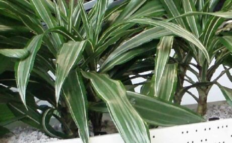 76_Dracaena-Deremensis-planter-large_1280x760_acf_cropped