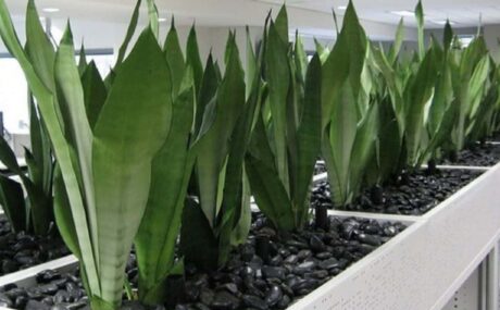 79_Sansevieria-Moonshine-Planter_1280x760_acf_cropped