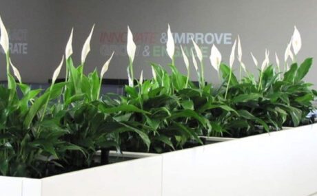 82_Spathiphyllum_1280x760_acf_cropped