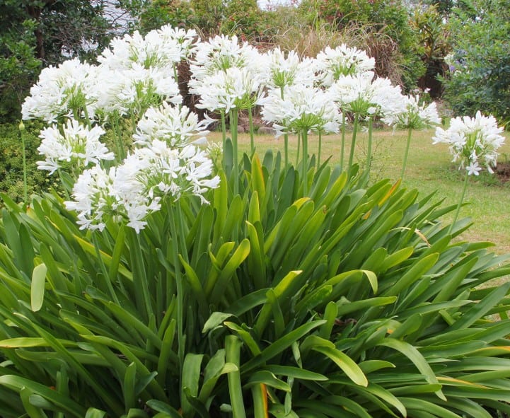 Agapanthus Snowball