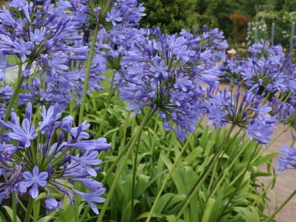 Agapanthus orientalis Blue