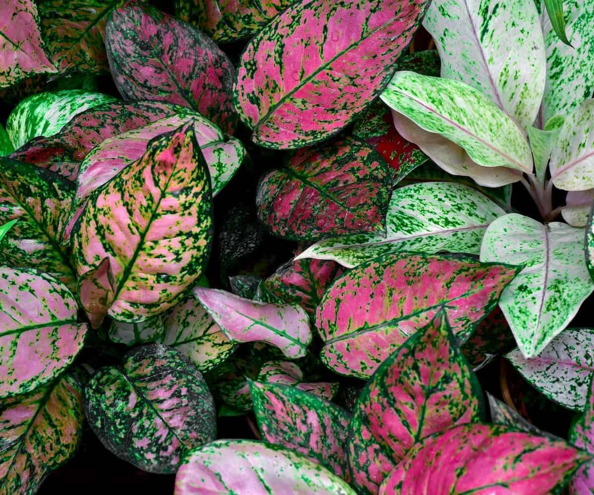 Aglaonema