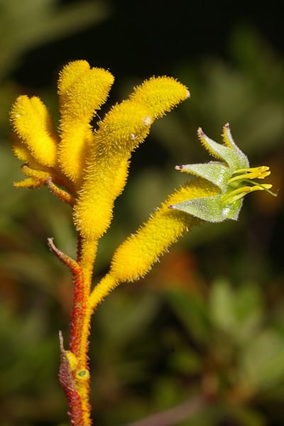 Anigozanthos Yellow Gem