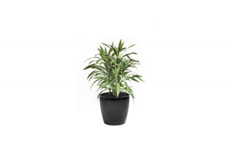 CC40-BL-Dracaena-Deremensis-2_1280x760_acf_cropped