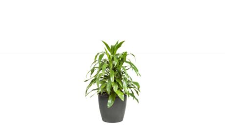 CC40-BL-Dracaena-Janet-Craig_1280x760_acf_cropped-1