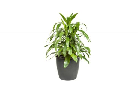 CC40-BL-Dracaena-Janet-Craig_1280x760_acf_cropped-2