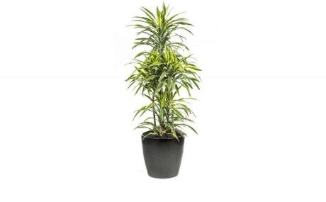 CC40-BL-Dracaena-Lemon-Lime-3_1280x760_acf_cropped