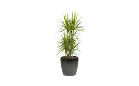 CC40-BL-Dracaena-Marginata-2_1280x760_acf_cropped