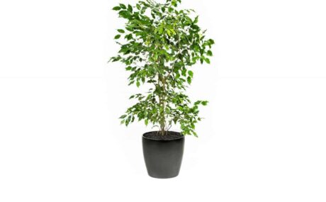 CC40-BL-Ficus-Exotica-3_1280x760_acf_cropped