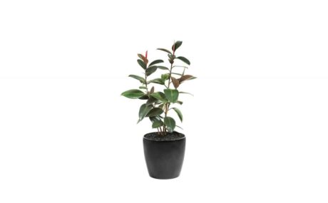 CC40-BL-Ficus-Rubber-Plant-3_1280x760_acf_cropped