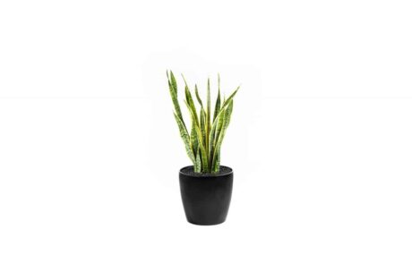 CC40-BL-Sansevieria-Laurentii-2_1280x760_acf_cropped