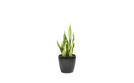 CC40-BL-Sansevieria-Moon-Shine-2_1280x760_acf_cropped