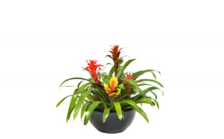 CTB35-BL-Bromeliad-Superbowl-3_1280x760_acf_cropped