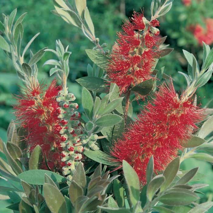 Callistemon Captain Cook