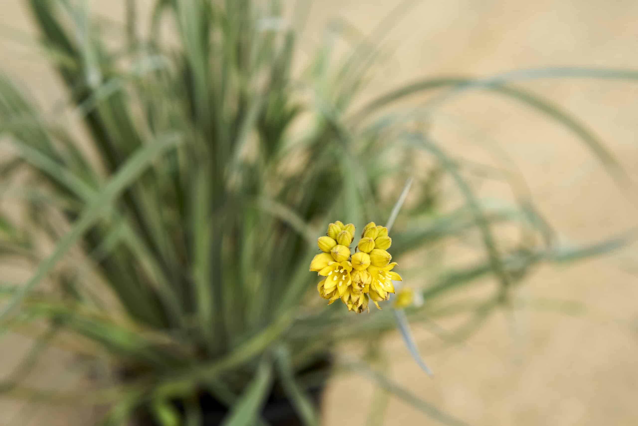 Conostylis Candicans