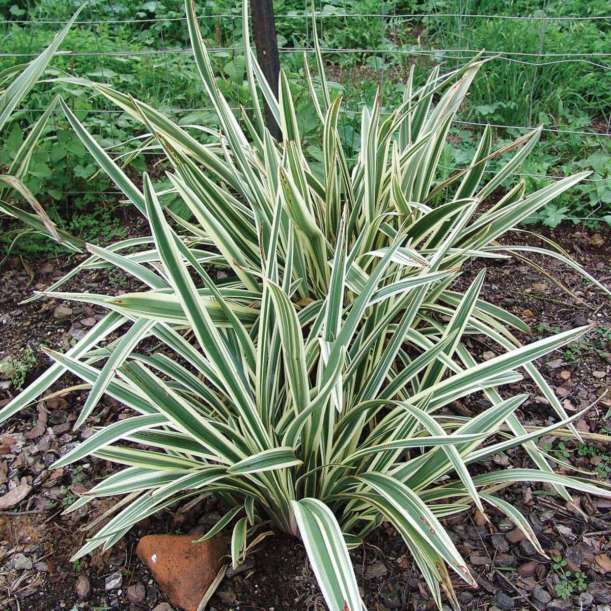 Dianella Wyeena