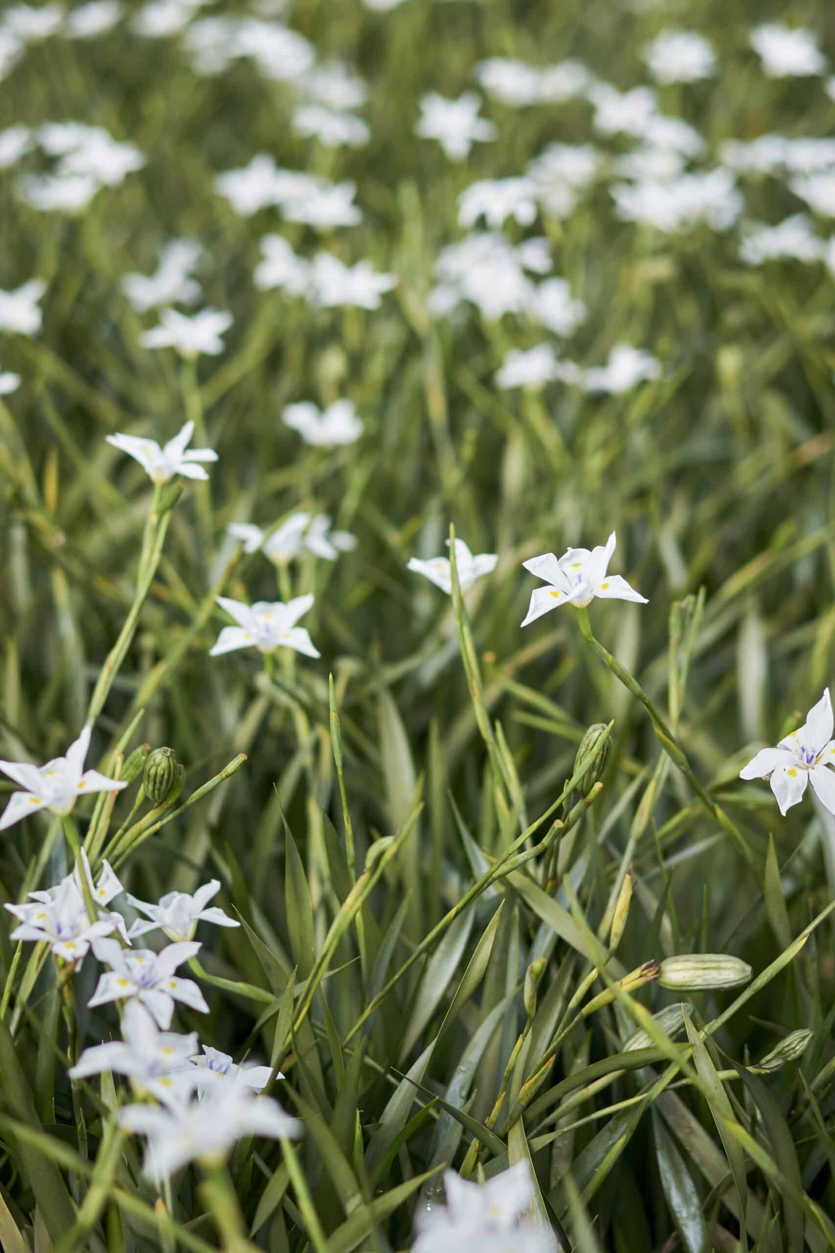 Dietes Grandiflora