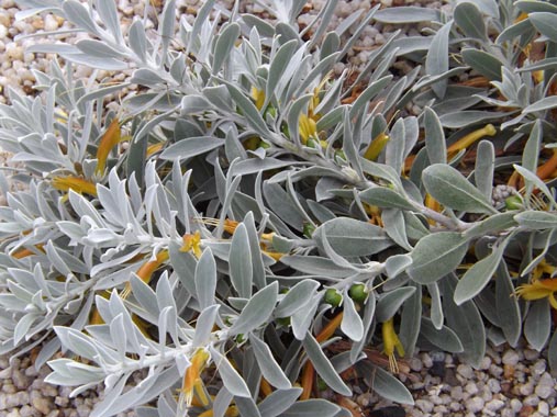 Eremophila Kalbarri Carpet