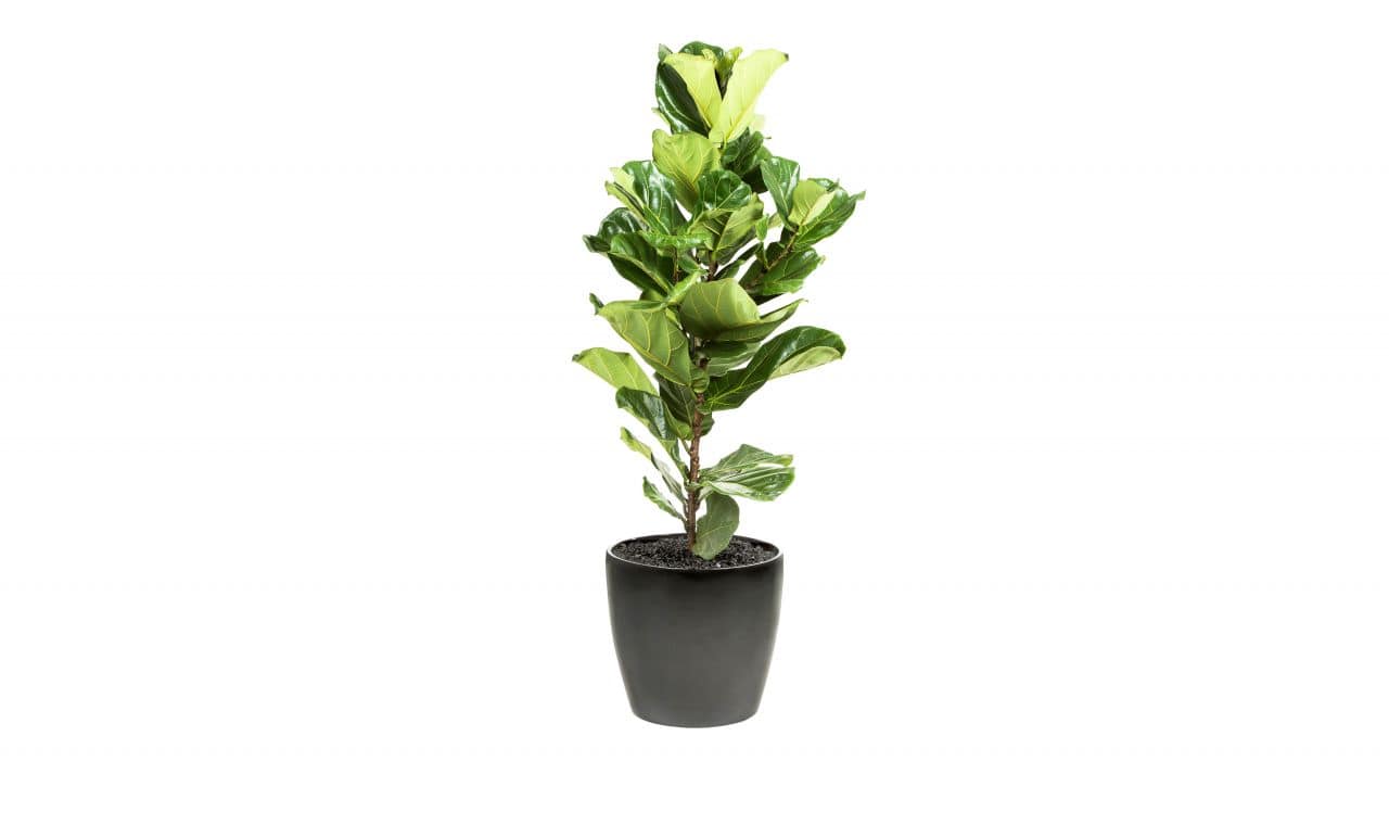 Ficus Lyrata