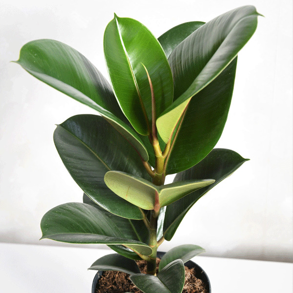 Ficus Robusta