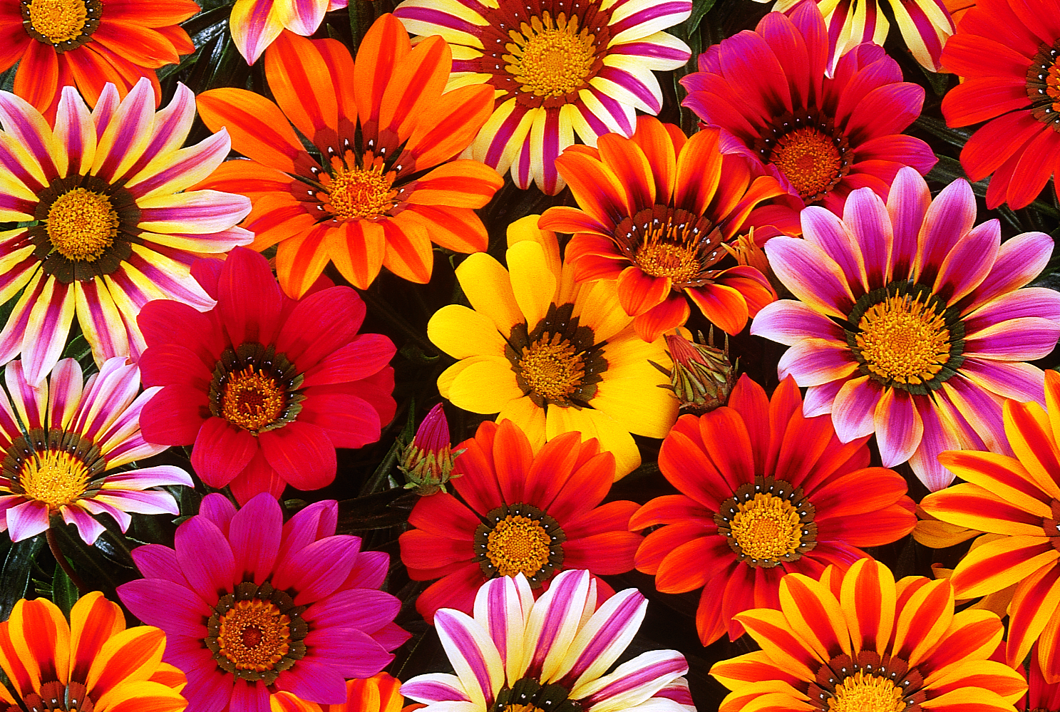 Sunshine Mix Gazania  
PAS  1995
Blooms, Seed
GAZSSMIX.tif