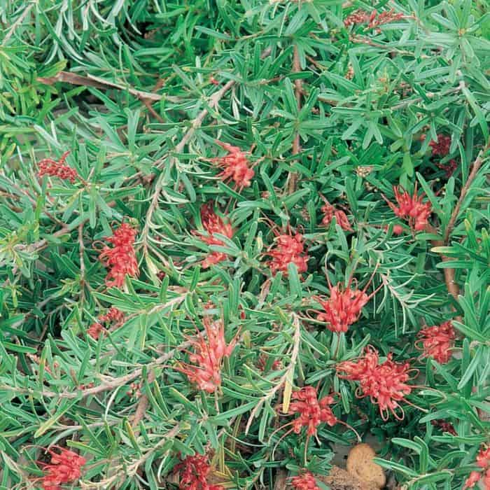 Grevillea Gin Gin Gem