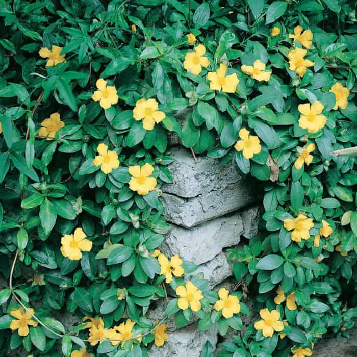 Hibbertia Scandens