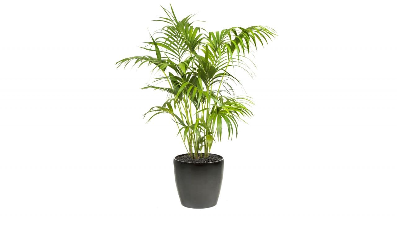 Kentia Palm