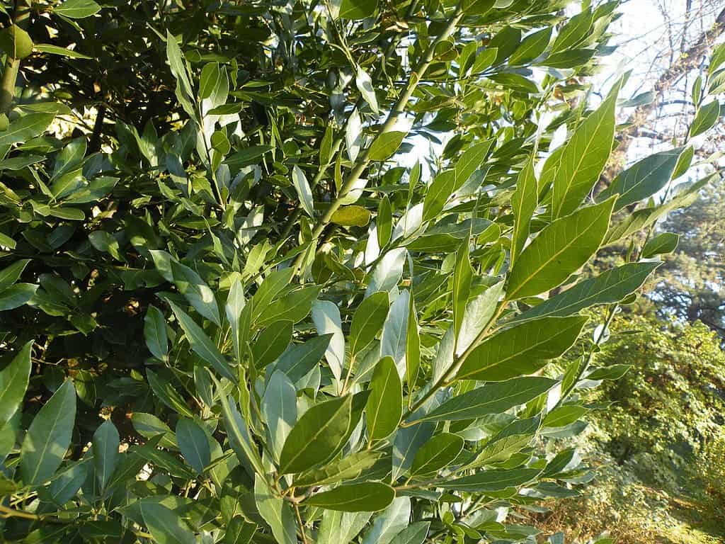 Laurus Nobilis