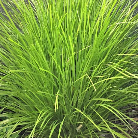 Lomandra Lime Tuff