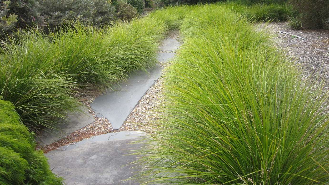 Lomandra longifolia Tanika