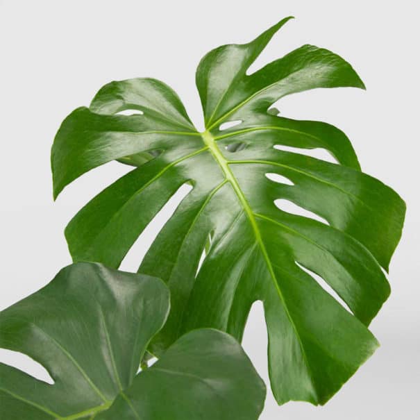 Monstera Deliciosa