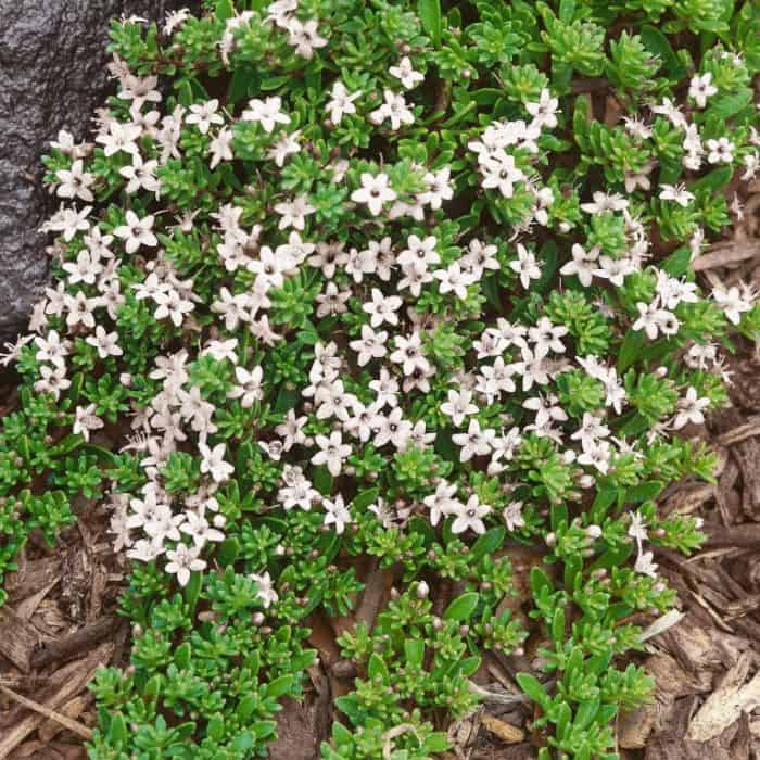 Myoporum Yareena