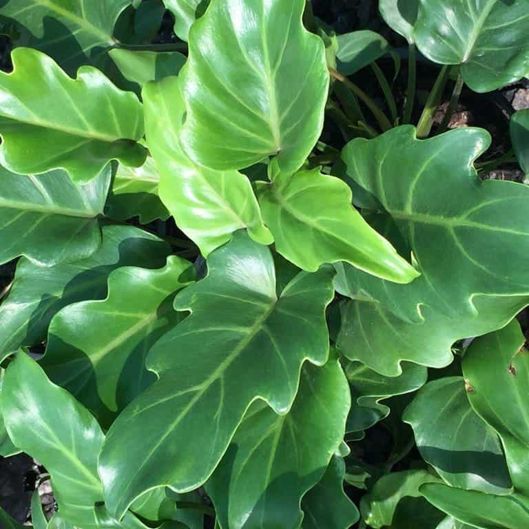 Philodendron Xanadu