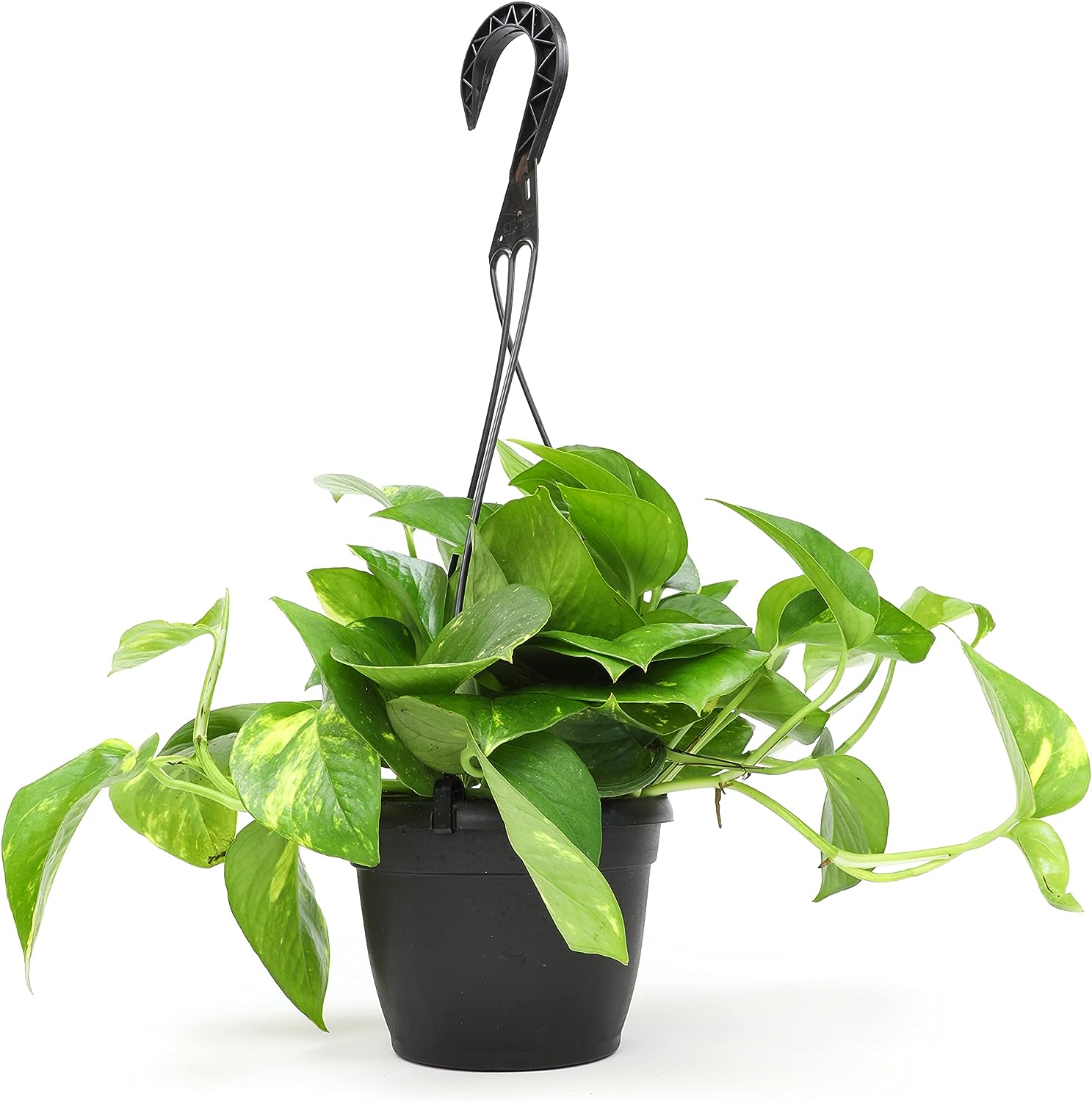 Pothos Hanging