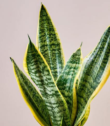 Sansevieria Superba