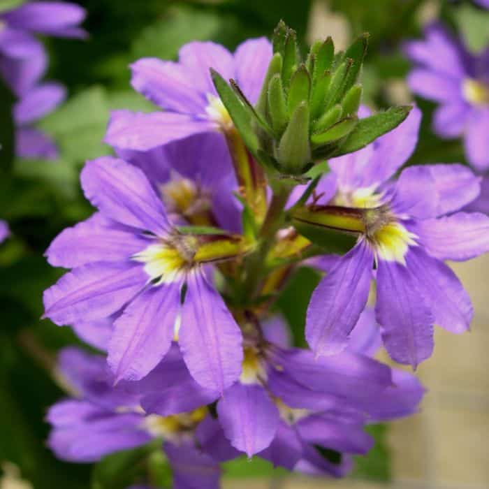 Scaevola Aussie Salute Blue