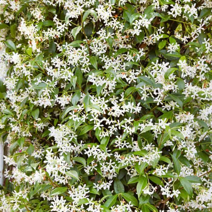 Trachelospremum Jasminoides