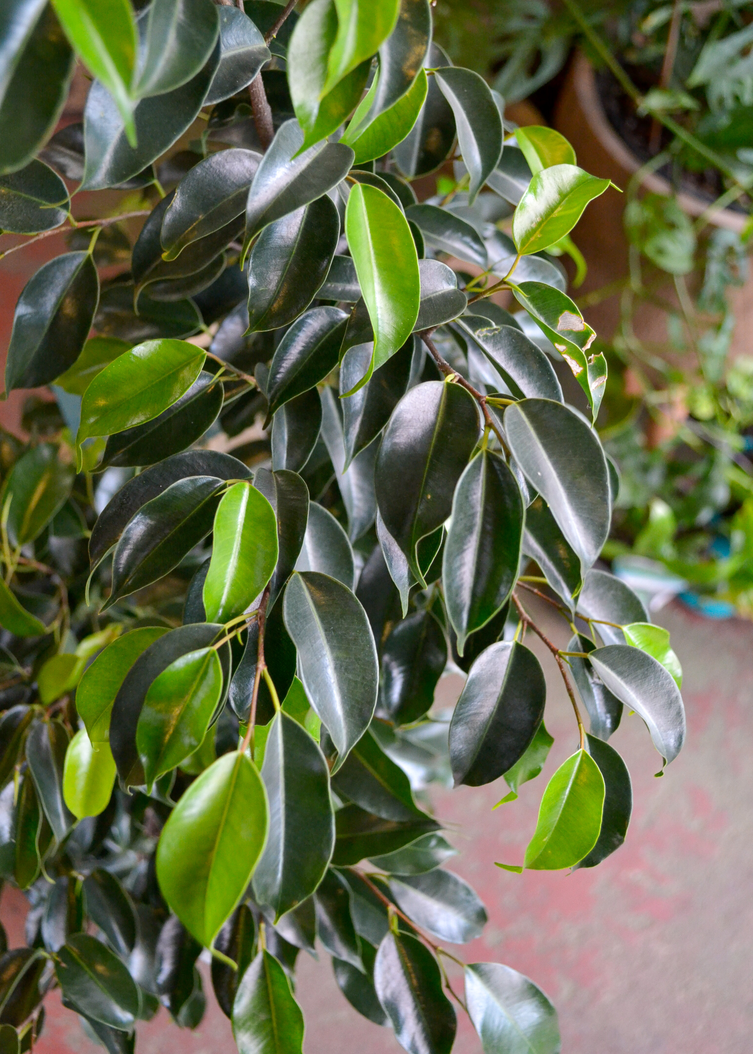 ficus midnight beauty